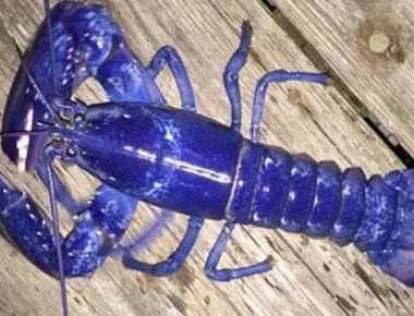 ΗΠΑ: Ιδιοκτήτης εστιατορίου βρήκε μπλε αστακό - Δεν πίστευε στα μάτια του (φωτο)